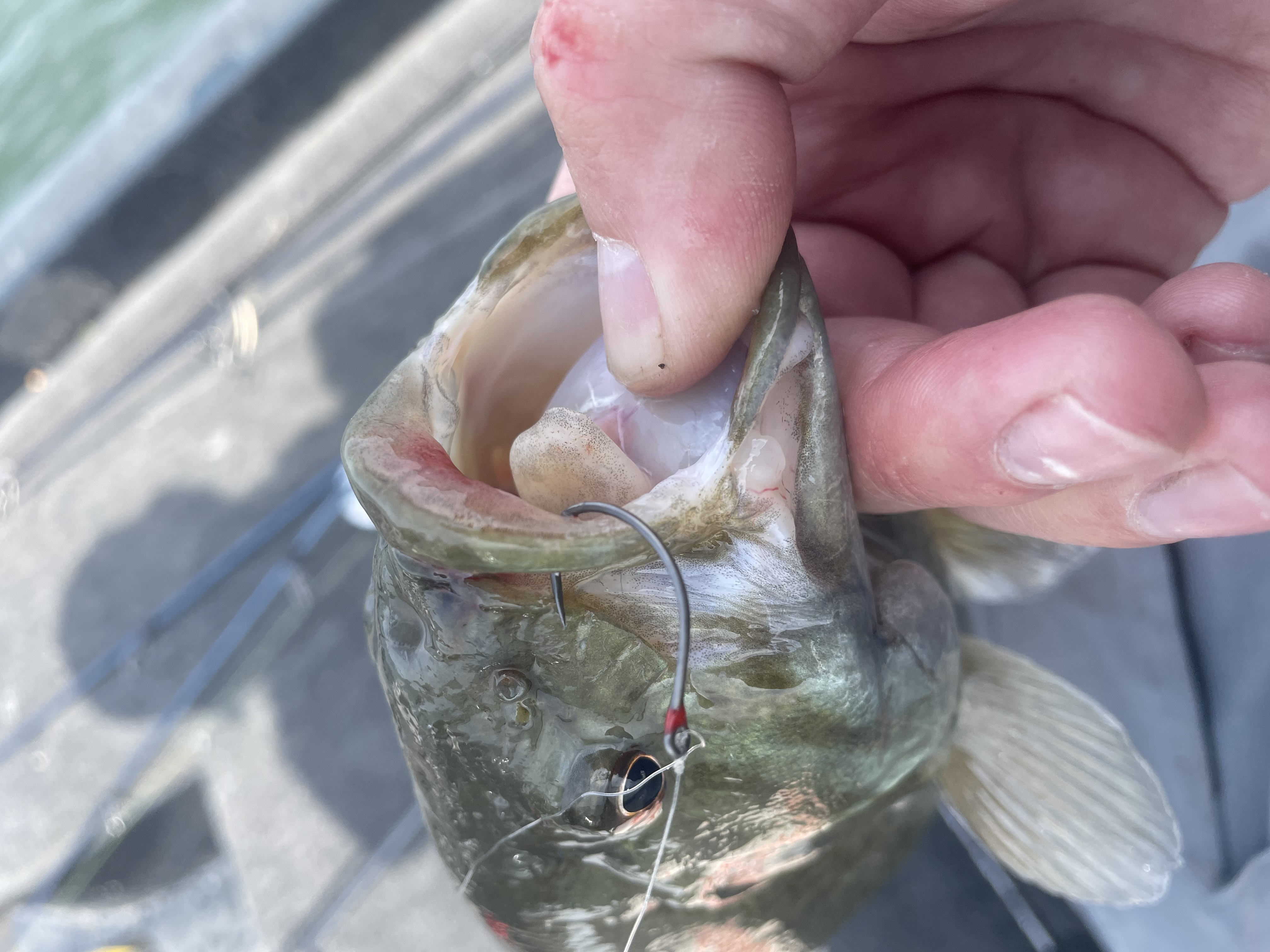 Smallmouth Bass on Mustad Alpha Point Apex Wide Drop Shot Hook