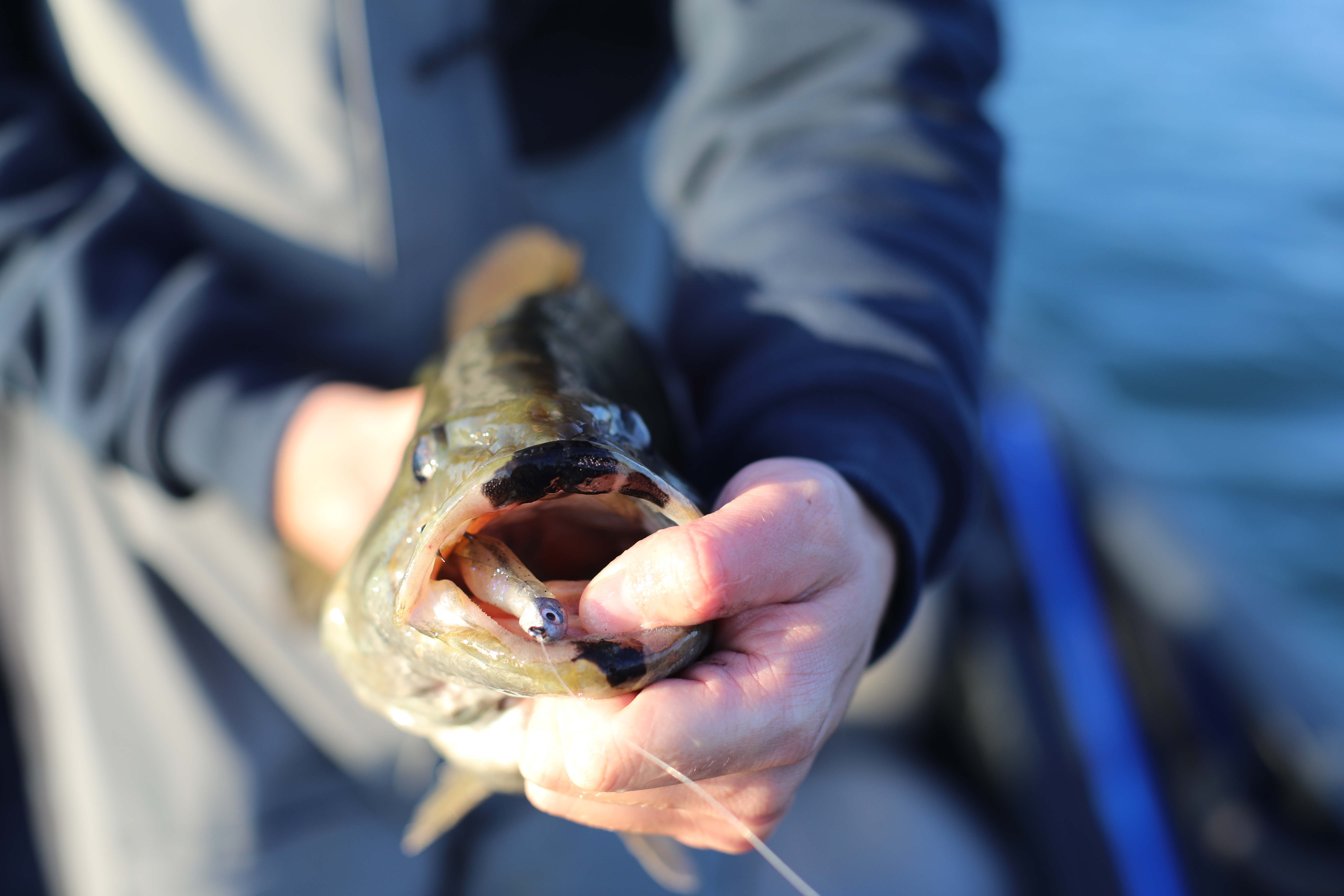 Smallmouth with Sonar Minnow in mouth