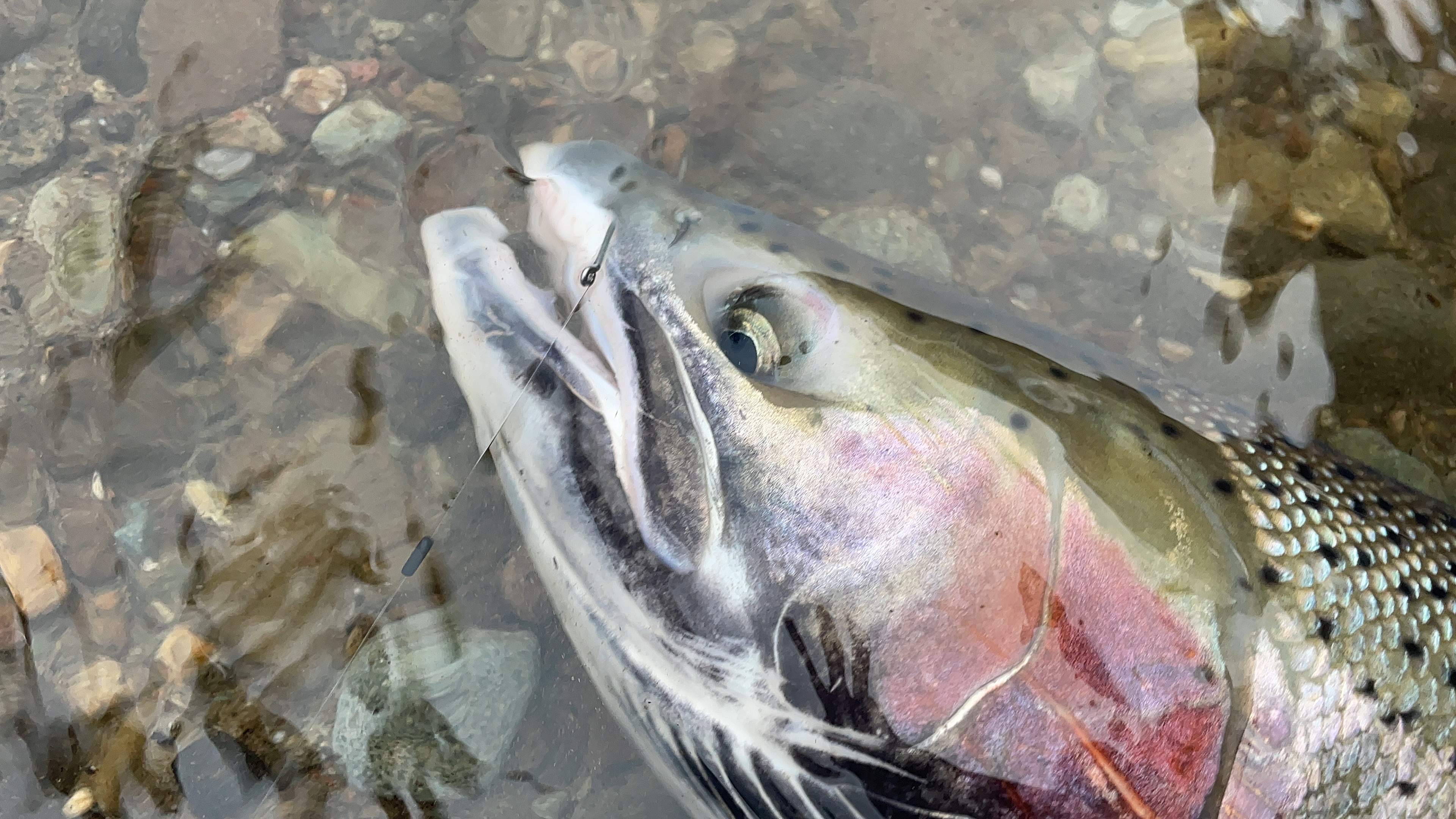 Steelhead caught with Mustad ADX Advantage Bead Hook