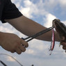 FishUSA Long Nose Fishing Pliers in Use