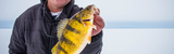 Top Ice Fishing Lures for Perch: Best Picks for 2024 to Boost Your Catch