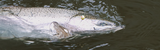 Best Steelhead Lures: Top Picks for Catching More Steelhead