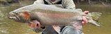 Steelhead Alley - Everything You Need To Know About This World Class Fishery